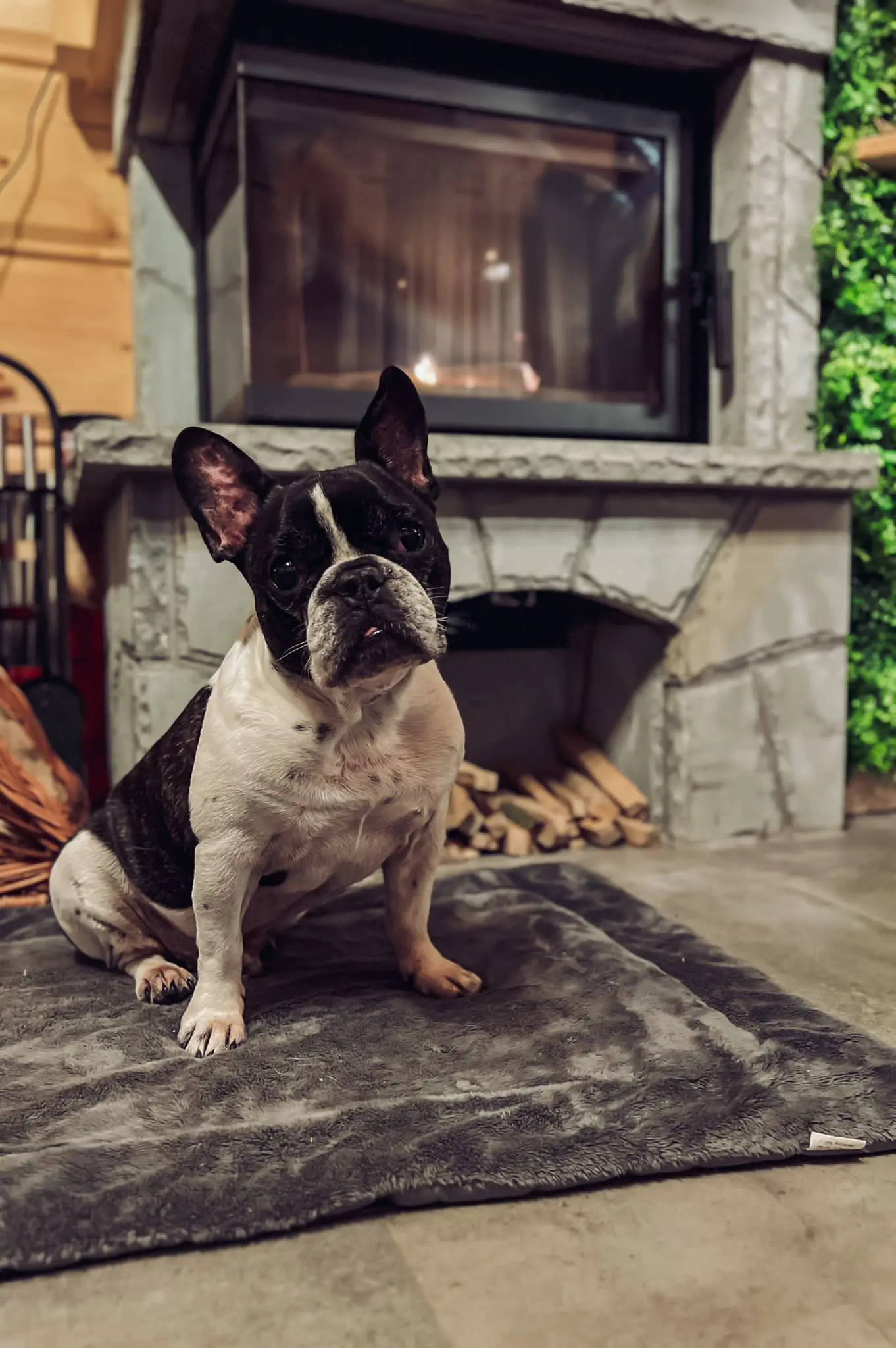 Pieski w ogrodzie domku